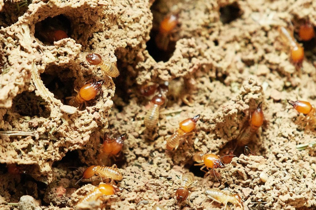 diagnostic termites